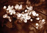 Blossom