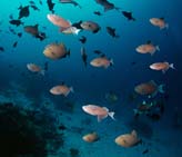 Underwater