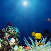 Sea