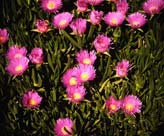 Pink Flowers
