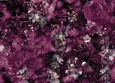 Collage of Flowers