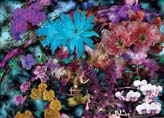 Collage of Flowers