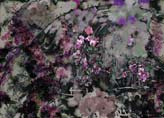 Collage of Flowers